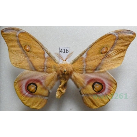 Antherina suraka (Boisduval, 1833) male ex. ovo Madagascar 83mm41b